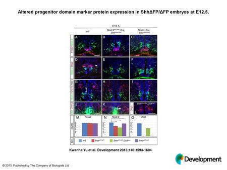 Altered progenitor domain marker protein expression in ShhΔFP/ΔFP embryos at E12.5. Altered progenitor domain marker protein expression in ShhΔFP/ΔFP embryos.