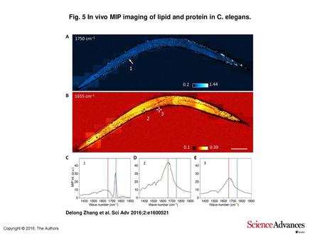 Fig. 5 In vivo MIP imaging of lipid and protein in C. elegans.