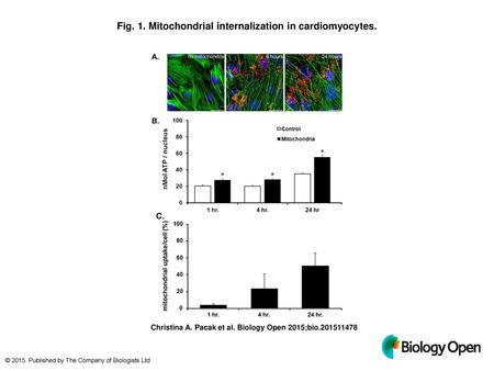 Fig. 1. Mitochondrial internalization in cardiomyocytes.