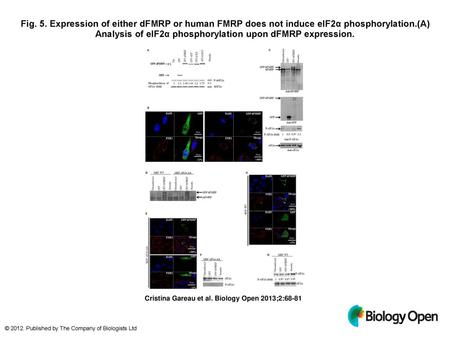 Fig. 5. Expression of either dFMRP or human FMRP does not induce eIF2α phosphorylation.(A) Analysis of eIF2α phosphorylation upon dFMRP expression. Expression.