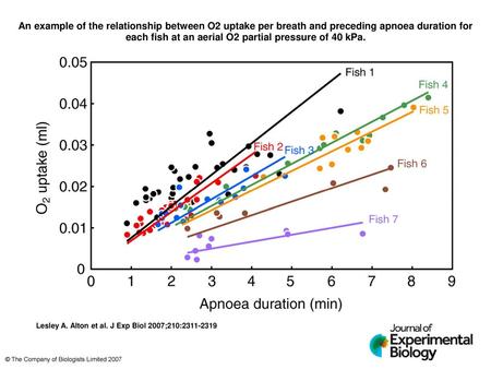An example of the relationship between O2 uptake per breath and preceding apnoea duration for each fish at an aerial O2 partial pressure of 40 kPa. An.