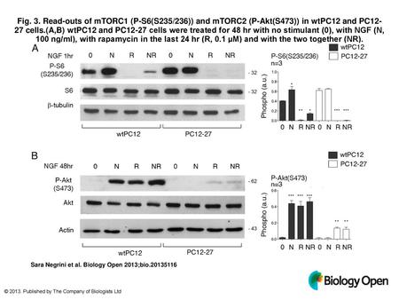 Fig. 3. Read-outs of mTORC1 (P-S6(S235/236)) and mTORC2 (P-Akt(S473)) in wtPC12 and PC12-27 cells.(A,B) wtPC12 and PC12-27 cells were treated for 48 hr.