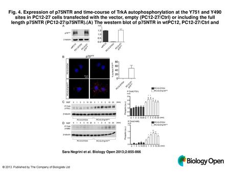 Fig. 4. Expression of p75NTR and time-course of TrkA autophosphorylation at the Y751 and Y490 sites in PC12-27 cells transfected with the vector, empty.