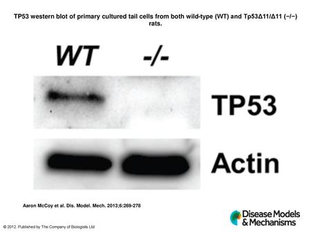 TP53 western blot of primary cultured tail cells from both wild-type (WT) and Tp53Δ11/Δ11 (−/−) rats. TP53 western blot of primary cultured tail cells.