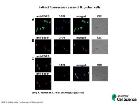 Indirect fluorescence assay of N. gruberi cells.