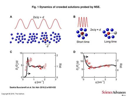 Fig. 1 Dynamics of crowded solutions probed by NSE.