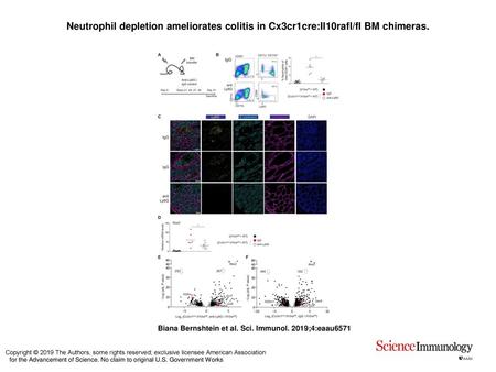 Neutrophil depletion ameliorates colitis in Cx3cr1cre:Il10rafl/fl BM chimeras. Neutrophil depletion ameliorates colitis in Cx3cr1cre:Il10rafl/fl BM chimeras.