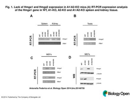 Fig. 1. Lack of Hmga1 and Hmga2 expression in A1/A2-KO mice