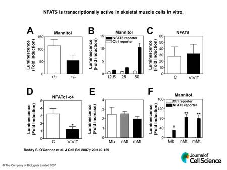 NFAT5 is transcriptionally active in skeletal muscle cells in vitro.