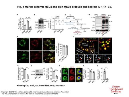 Murine gingival MSCs and skin MSCs produce and secrete IL-1RA–EV