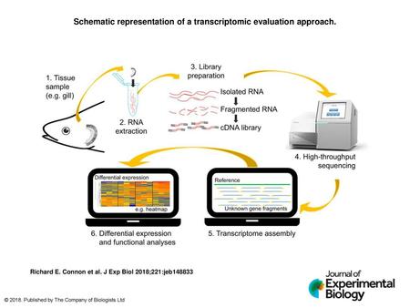 Schematic representation of a transcriptomic evaluation approach.