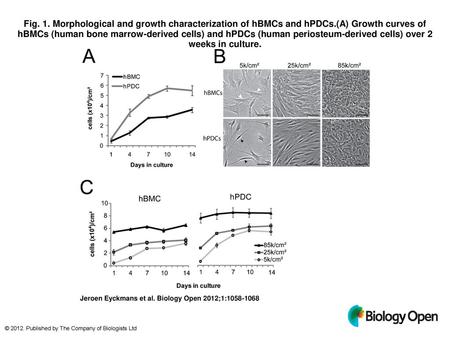 Fig. 1. Morphological and growth characterization of hBMCs and hPDCs