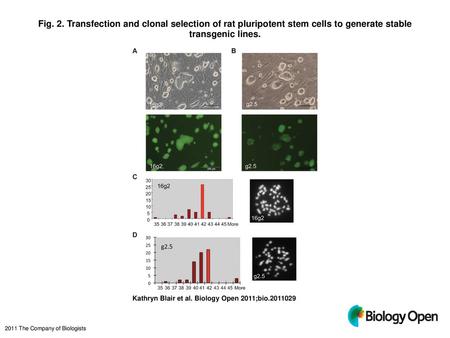 Fig. 2. Transfection and clonal selection of rat pluripotent stem cells to generate stable transgenic lines. Transfection and clonal selection of rat pluripotent.