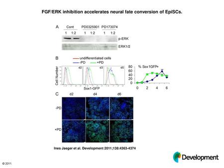 FGF/ERK inhibition accelerates neural fate conversion of EpiSCs.