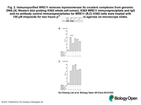Fig. 2. Immunopurified MRE11 removes topoisomerase IIα covalent complexes from genomic DNA.(A) Western blot probing K562 whole cell extract, K562 MRE11.