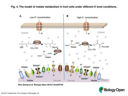 Fig. 4. The model of malate metabolism in fruit cells under different K level conditions. The model of malate metabolism in fruit cells under different.