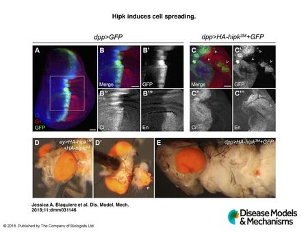 Hipk induces cell spreading.