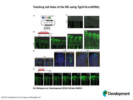 Tracking cell fates of the RE using Tg(fn1b:creERt2).