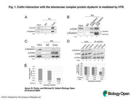 Fig. 1. Coilin interaction with the telomerase complex protein dyskerin is mediated by hTR. Coilin interaction with the telomerase complex protein dyskerin.