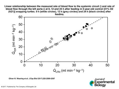 Linear relationship between the measured rate of blood flow to the systemic circuit () and rate of blood flow through the left aorta () at 0, 12 and 24 h.