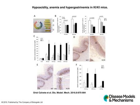 Hypoacidity, anemia and hypergastrinemia in KI/KI mice.