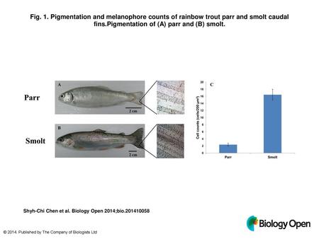 Fig. 1. Pigmentation and melanophore counts of rainbow trout parr and smolt caudal fins.Pigmentation of (A) parr and (B) smolt. Pigmentation and melanophore.