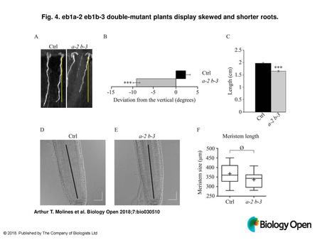 eb1a-2 eb1b-3 double-mutant plants display skewed and shorter roots