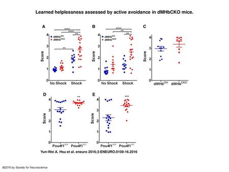 Learned helplessness assessed by active avoidance in dMHbCKO mice.