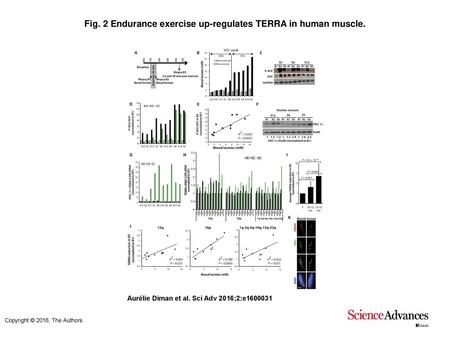 Fig. 2 Endurance exercise up-regulates TERRA in human muscle.