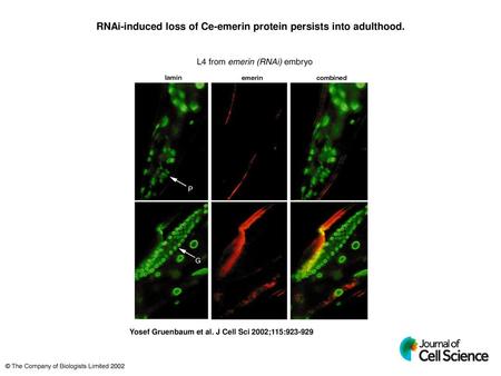 RNAi-induced loss of Ce-emerin protein persists into adulthood.