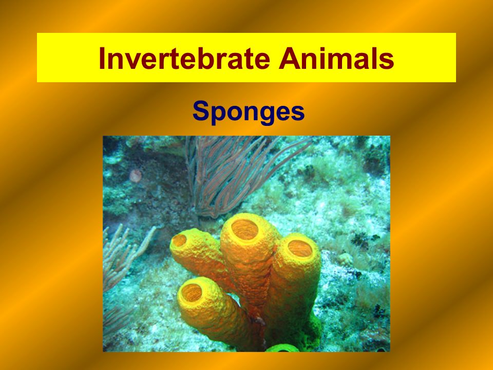 Invertebrate Animals Sponges. - ppt video online download