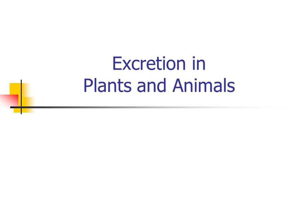 Excretion in Plants and Animals - ppt video online download