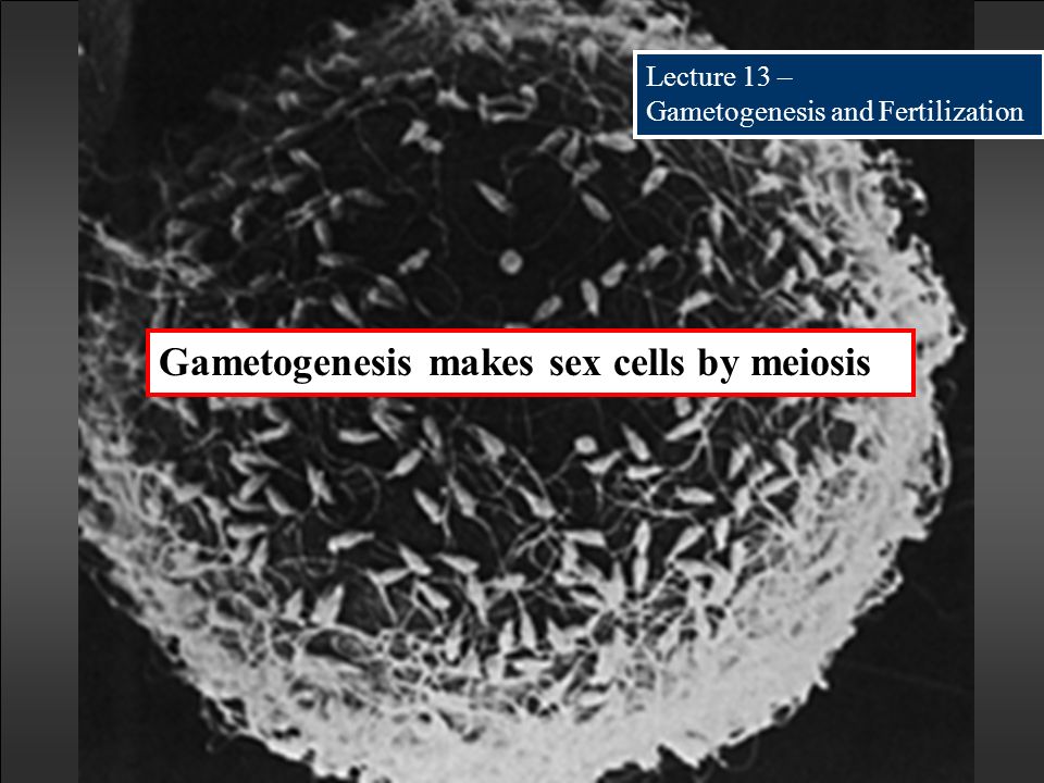 Gametogenesis Microscope Biology Diagrams
