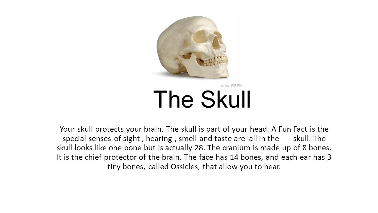 Five Fast Facts about Skull Anatomy