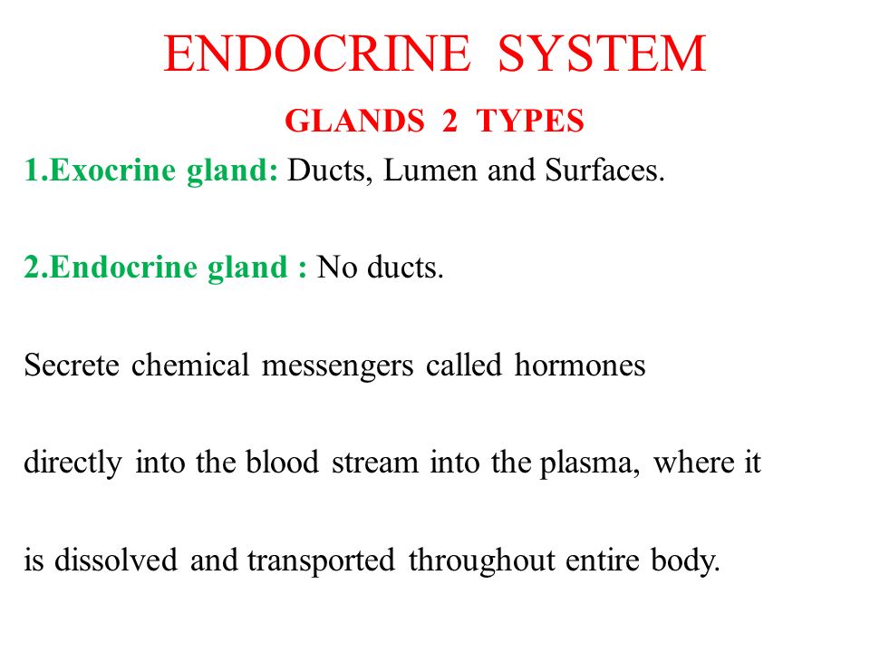 Endocrine System Glands 2 Types 1 Exocrine Gland Ducts Lumen And Surfaces 2 Endocrine Gland No Ducts Secrete Chemical Messengers Called Hormones Ppt Download Endocrine System Glands 2 Types 1 Exocrine Gland Ducts Lumen And Surfaces 2 Endocrine Gland No Ducts Secrete Chemical Messengers Called Hormones Ppt Download