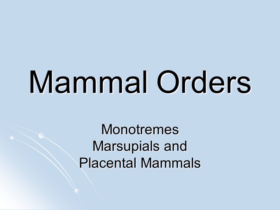 monotremes marsupials and placental mammals similarities between plant