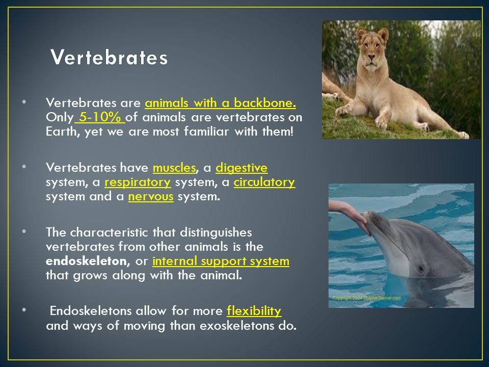 Vertebrates are animals with a backbone. Only 5-10% of animals are  vertebrates on Earth, yet we are most familiar with them! Vertebrates have  muscles, - ppt download