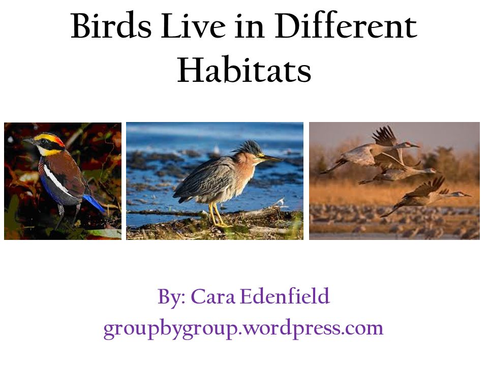Birds Live in Different Habitats By: Cara Edenfield  . - ppt download