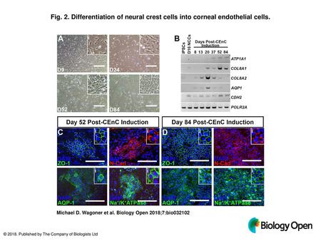 Differentiation of neural crest cells into corneal endothelial cells