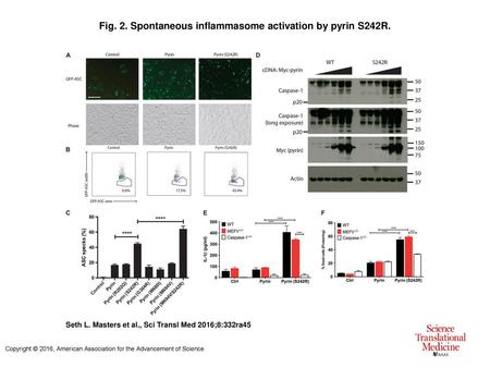 Fig. 2. Spontaneous inflammasome activation by pyrin S242R.