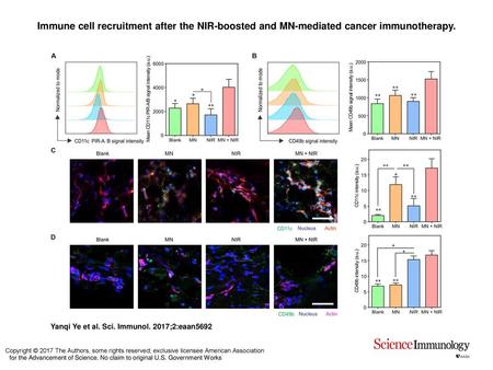 Immune cell recruitment after the NIR-boosted and MN-mediated cancer immunotherapy. Immune cell recruitment after the NIR-boosted and MN-mediated cancer.