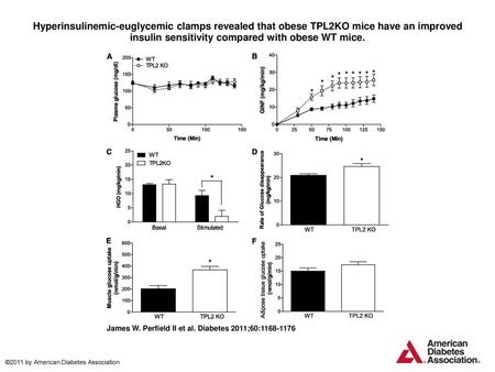 Hyperinsulinemic-euglycemic clamps revealed that obese TPL2KO mice have an improved insulin sensitivity compared with obese WT mice. Hyperinsulinemic-euglycemic.