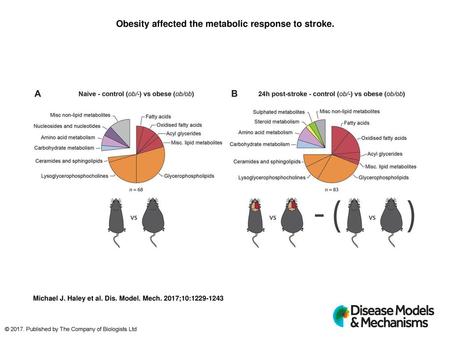 Obesity affected the metabolic response to stroke.