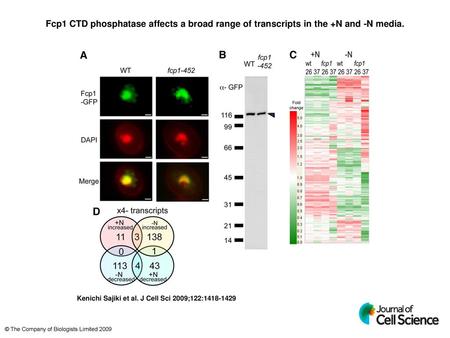 Fcp1 CTD phosphatase affects a broad range of transcripts in the +N and -N media. Fcp1 CTD phosphatase affects a broad range of transcripts in the +N and.