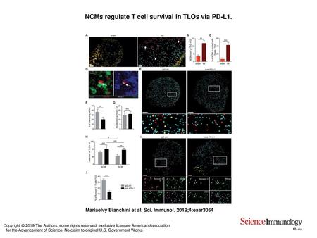 NCMs regulate T cell survival in TLOs via PD-L1.