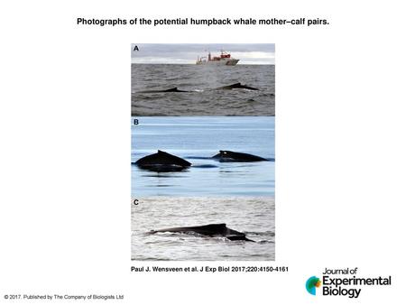 Photographs of the potential humpback whale mother–calf pairs.