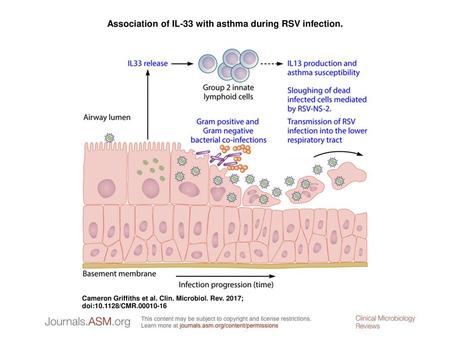 Association of IL-33 with asthma during RSV infection.