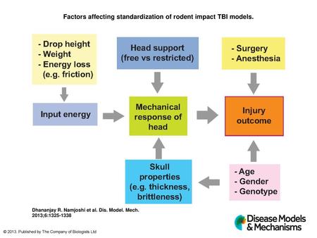 Factors affecting standardization of rodent impact TBI models.