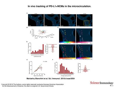 In vivo tracking of PD-L1+NCMs in the microcirculation.