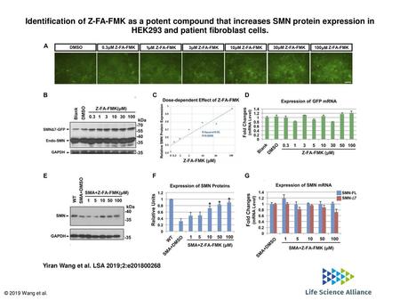 Identification of Z-FA-FMK as a potent compound that increases SMN protein expression in HEK293 and patient fibroblast cells. Identification of Z-FA-FMK.